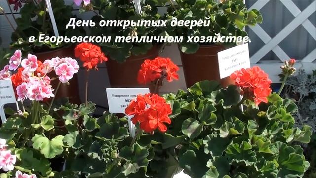 Комнатные цветы в дизайне сада. смотреть онлайн