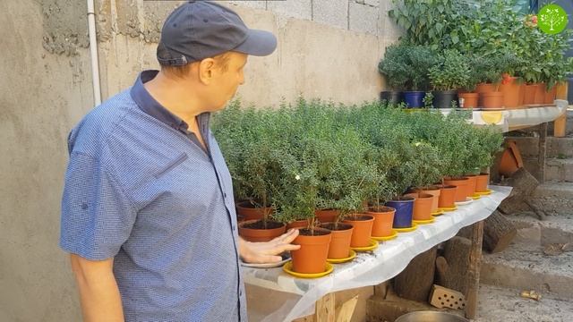 ЦВЕТЕНИЕ МИРТА. УХОД ЗА МИРТОВОМ ДЕРЕВОМ (25-08-2018) смотреть онлайн