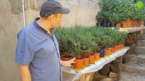 ЦВЕТЕНИЕ МИРТА. УХОД ЗА МИРТОВОМ ДЕРЕВОМ (25-08-2018)