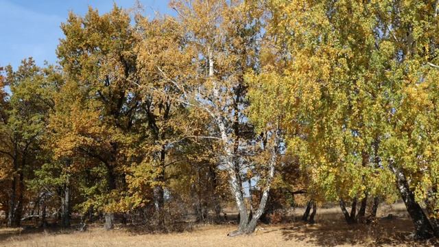 Музыка и природа... "Осенний мотив", композитор Николай Симонов смотреть онлайн