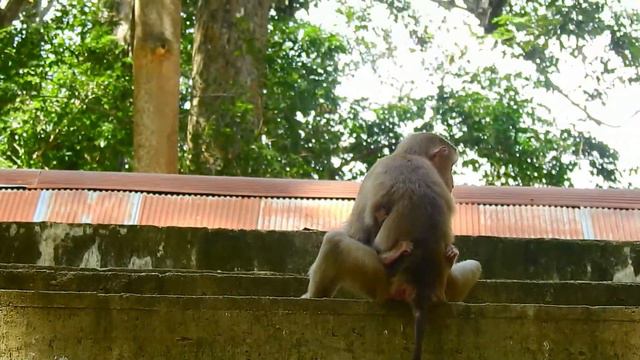 Amazing video! Young mom Luna comfort and allow baby Angela to milk, Angel feels warm to hug Luna смотреть онлайн
