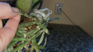 Замочите ОРХИДЕЮ В ЭТОМ РАСТВОРЕ и ЗАБУДЬТЕ о БОЛЕЗНЯХ/ Обработка орхидеи перед пересадкой