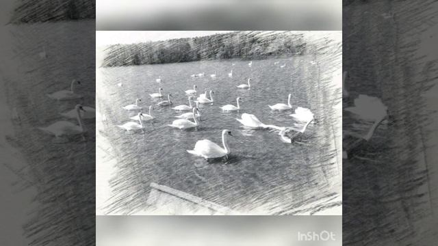 Цветаева, Рождественская,Просто Енот, Год Тюльпана, У меня в Москве.. смотреть онлайн