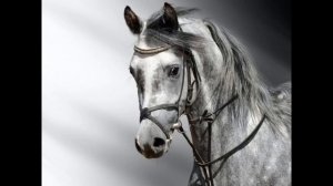 "Хорошее отношение к лошади"—  Владимир Маяковский  —читает Павел Беседин