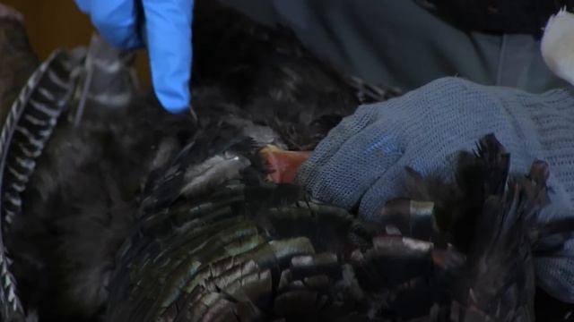 How to Process your Wild Turkey after a Hunt | Indiana DNR смотреть онлайн
