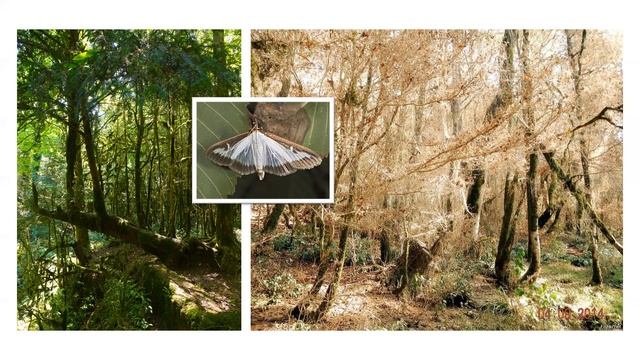 Чужеродные виды и последствия их вторжения в природные экосистемы