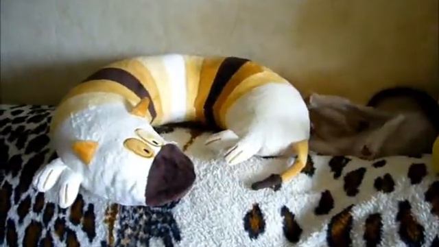 Корниш-рекс котенок. смотреть онлайн