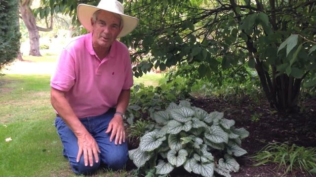 Dr. A on Brunnera 'Jack Frost' смотреть онлайн