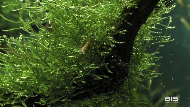 Аквариум-травник CO₂ | Рыбки | Aquarium Herbalist With Fish