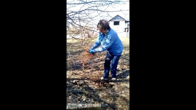 Уход за садовой спаржи - выращиваем конвейер сырья для очищения почек.