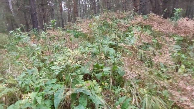 За грибами в Сибирь. Отвёл душу. смотреть онлайн