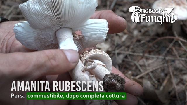 Conoscere i Funghi: Amanita Rubescens [ COMMESTIBILE, DOPO COMPLETA COTTURA ] смотреть онлайн