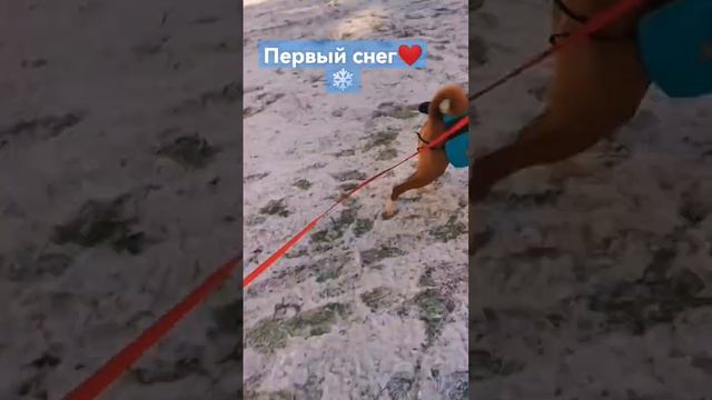басенджи радуется первому снегу❤️❄️ смотреть онлайн
