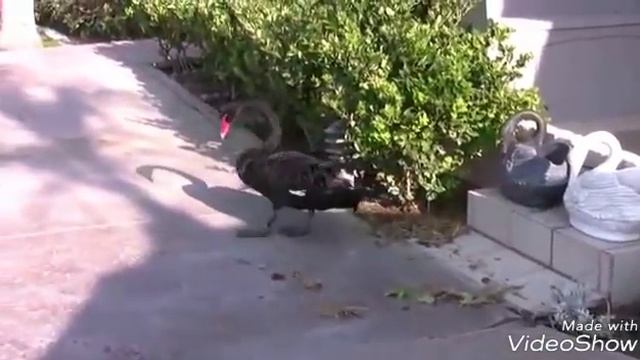 Лебедь-садовод-(ник) ! Лучший помошник в хозяйстве ! ))) смотреть онлайн