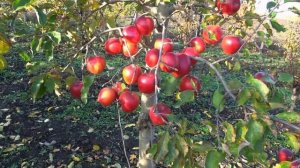 Всем рекомендуем этот сорт! / Яблоня РЕД ДЖОНАПРИНЦ