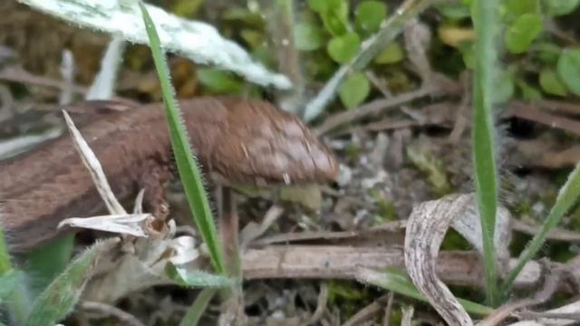 Луговая ящерица (Darevskia praticola) Чечня смотреть онлайн