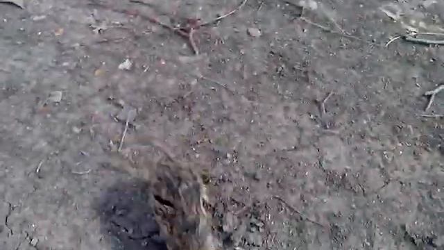 Освобождение мышки смотреть онлайн