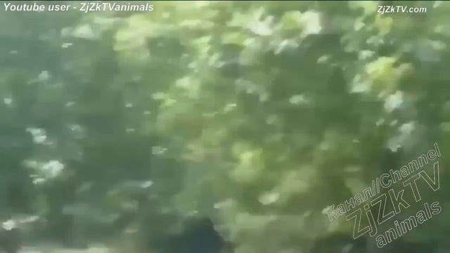 От этого видео лопнет живот от смеха! Не пропусти!.mp4