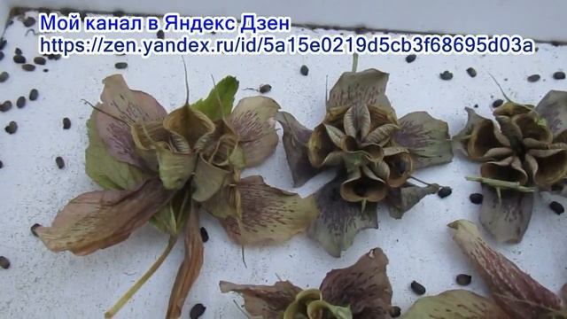 11 07 22г Семена морозника гибридного почтой. смотреть онлайн