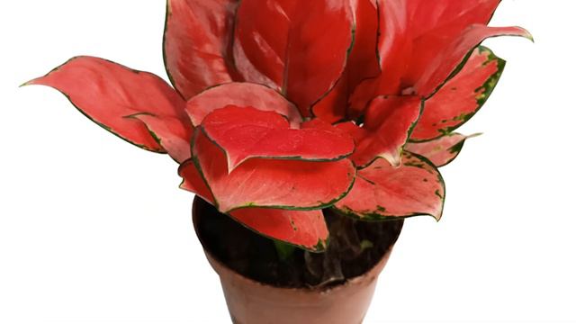 Aglaonema beauty смотреть онлайн