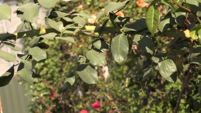 Роза Параде, плетистая роза, Питомник роз Полины Козловой rozarium.biz смотреть онлайн