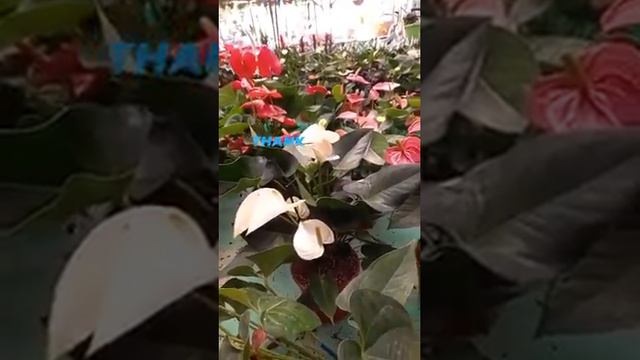Anthurium Plant @bhengraga смотреть онлайн