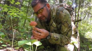 СБОР ЭЛИТНЫХ БЛАГОРОДНЫХ ГРИБОВ В ПОДМОСКОВЬЕ | КОНЕЦ АВГУСТА ИСТРИНСКИЙ РАЙОН