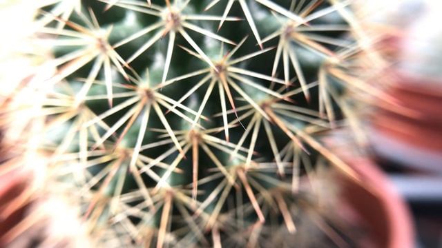 Mammillaria plumosa 仙人掌觀察 白星 смотреть онлайн