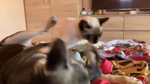 ЗАГРЫЗАЕТ!!! КОТЁНОК ГРЫЗЕТ И МУЧАЕТ ЩЕНОЧКА ОВЧАРКИ!!! смотреть онлайн