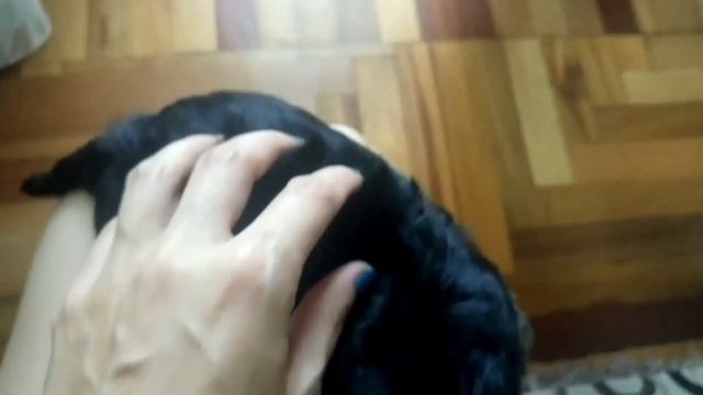 Длина шерсти у щенков Йорка смотреть онлайн