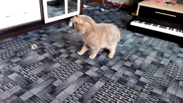 Кот приносит игрушку, а потом... смотреть онлайн