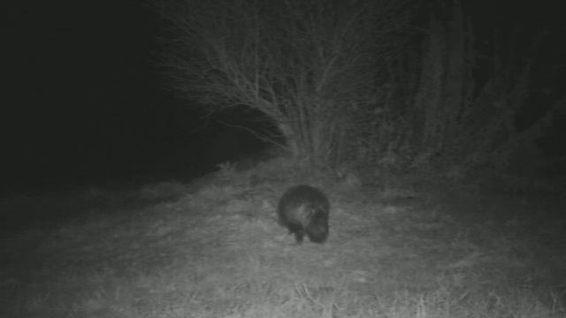 еноты 2020 Пришли на приваду. смотреть онлайн