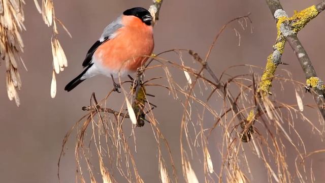 Снегири (Pyrrhula pyrrhula) кормятся на ясене. Птицы Литвы. смотреть онлайн