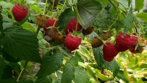 Малина Поляна.