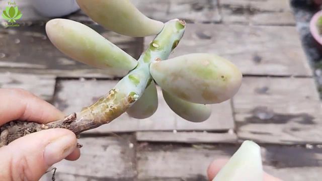 Esto es lo que hago para "arreglar" el follaje de mis suculentas gorditas. смотреть онлайн