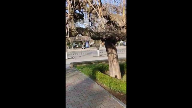 Рождественские нарциссы смотреть онлайн