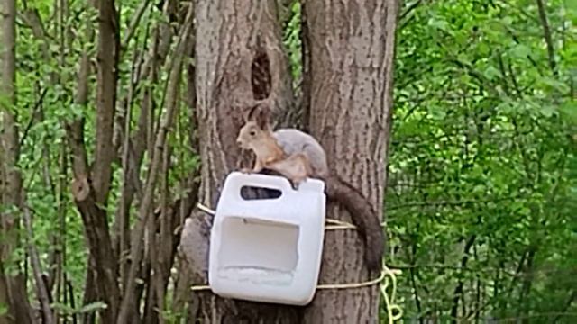 кормушка для белок смотреть онлайн
