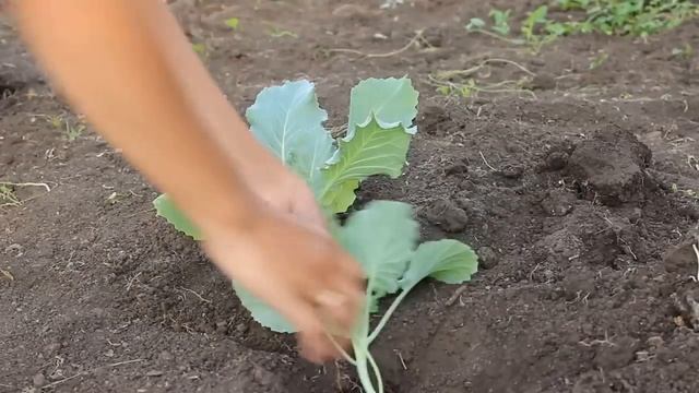 Посадка рассады капусты на открытый грунт смотреть онлайн