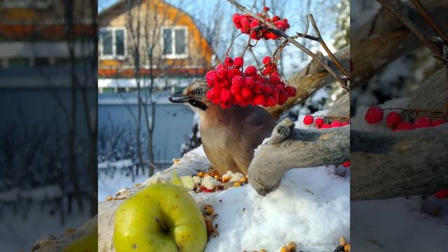 Птицы на кормушке-2 (зима 2022-2023) смотреть онлайн