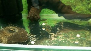 Малек анциструса - первые недели. Кормление огурчиком.