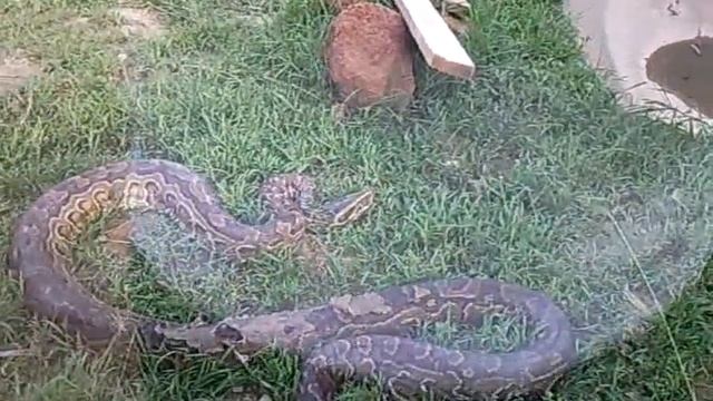 Python strangles handler смотреть онлайн