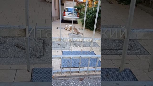 Итальянский зверь смотреть онлайн