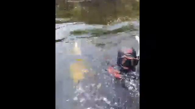 DIVE30.RU - Подводная охота, с. Тишково, Белинский банк, 31.07.2016 смотреть онлайн