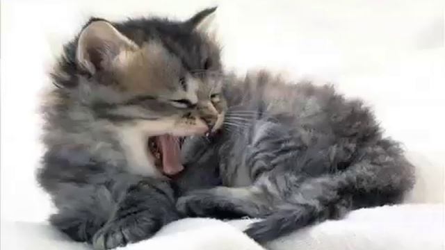 HEY SCIENCE CLASS! смотреть онлайн