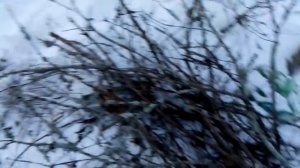 Архангельская область зима 2019