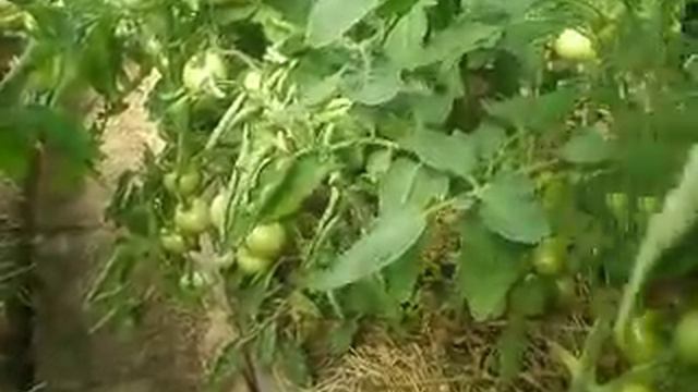 томаты в Иркутске смотреть онлайн