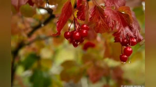 "Ой є в лісі калина" обр. м. Канке виконує ф- ний дует у складі Колос Т. О. та Уманець Вікторії смотреть онлайн