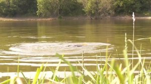 КАРАСИ И КАРПЫ ГНУТ УДОЧКУ И ПРУТ В КАМЫШИ! ПОКЛЁВКИ КРУПНЫМ ПЛАНОМ! Рыбалка на поплавок летом 2021