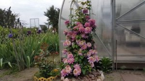 Клематис Кайзер . Clematis Kaiser . Японские сорта клематисов . Группа Патенс . Patens .