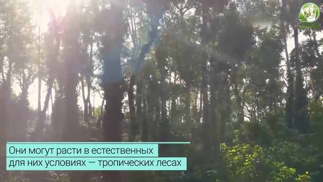 Как выращивают кофе? смотреть онлайн